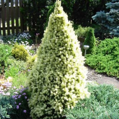 Ель канадская Сан он де Скай фото