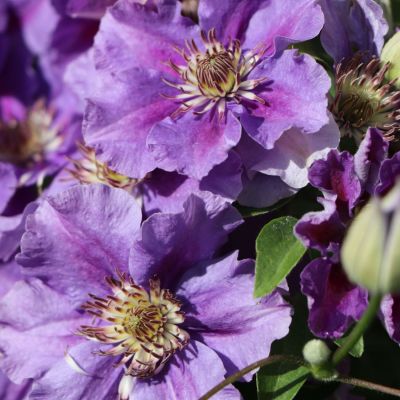 Клематис Ашва Клематис Ашва фото