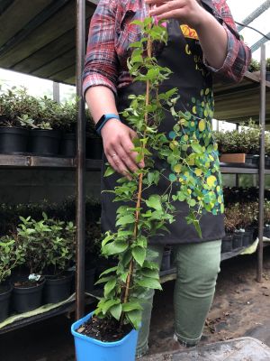 Клематис Юлька Клематис Юлька фото