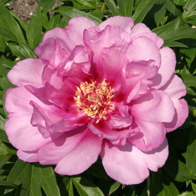 Пион Фёрст Арривал фото