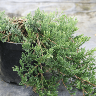 Можжевельник Джейд Ривер горизонтальный Джейд Ривер 1 Можжевельник Джейд Ривер горизонтальный Джейд Ривер 1 фото