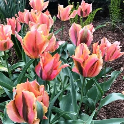 Тюльпан Артист Тюльпан Артист фото