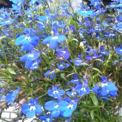 Лобелия Топаз Лобелия Топаз - Dolina-Sad.Ru