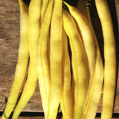 Фасоль овощная Золотая Сакса - Dolina-Sad.Ru