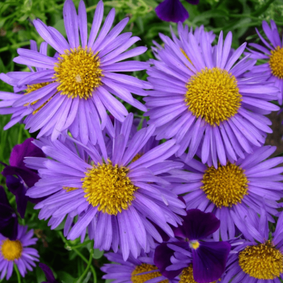 Астра альпийская Данке Шон фото