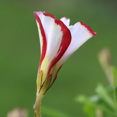 Кислица пестроцветная - Dolina-Sad.Ru