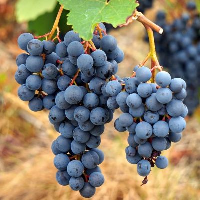Виноград Агат Донской Виноград Агат Донской фото