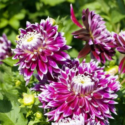 Георгина Ванкувер (Гиганты) Георгина Ванкувер (Гиганты) фото