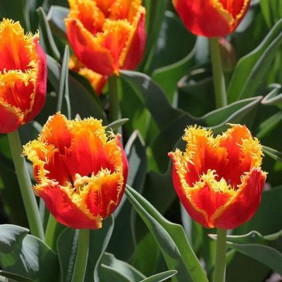 Тюльпан Криспи Артэйр Тюльпан Криспи Артэйр фото