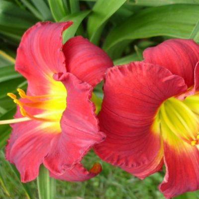 Лилейник Хей Зе (в горшке 1л) Лилейник Хей Зе (в горшке 1л) фото