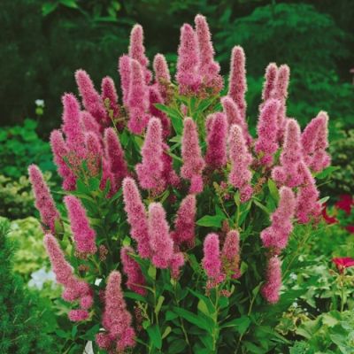 Спирея Билларда Спирея Билларда - Dolina-Sad.Ru