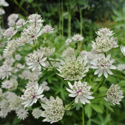 Астранция крупная Альба - Dolina-Sad.Ru