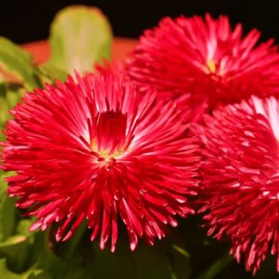 Астра Гигантские лучи Красная Астра Гигантские лучи Красная фото