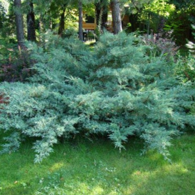 Можжевельник средний Пфитцериана Глаука Можжевельник средний Пфитцериана Глаука фото