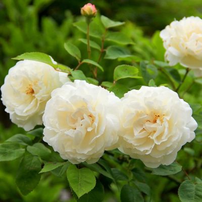 Роза Каседрал Венчестер Роза Каседрал Венчестер фото