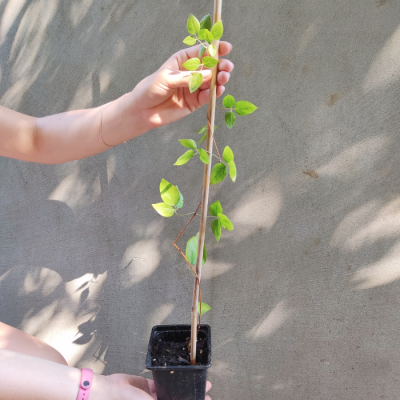 Клематис Клаудберст Клематис Клаудберст - Dolina-Sad.Ru