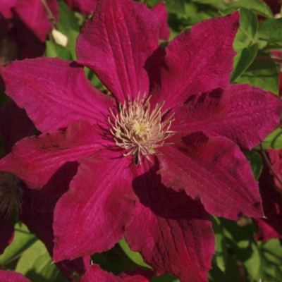 Клематис Солидарность Клематис Солидарность фото