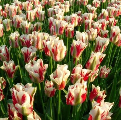 Тюльпан Флейминг Спринг Грин Тюльпан Флейминг Спринг Грин фото