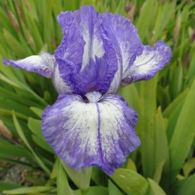 Ирис Петит Монет Ирис Петит Монет - Dolina-Sad.Ru