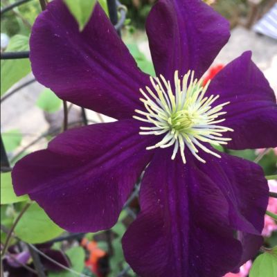 Клематис Герои Варшавы Клематис Герои Варшавы - Dolina-Sad.Ru