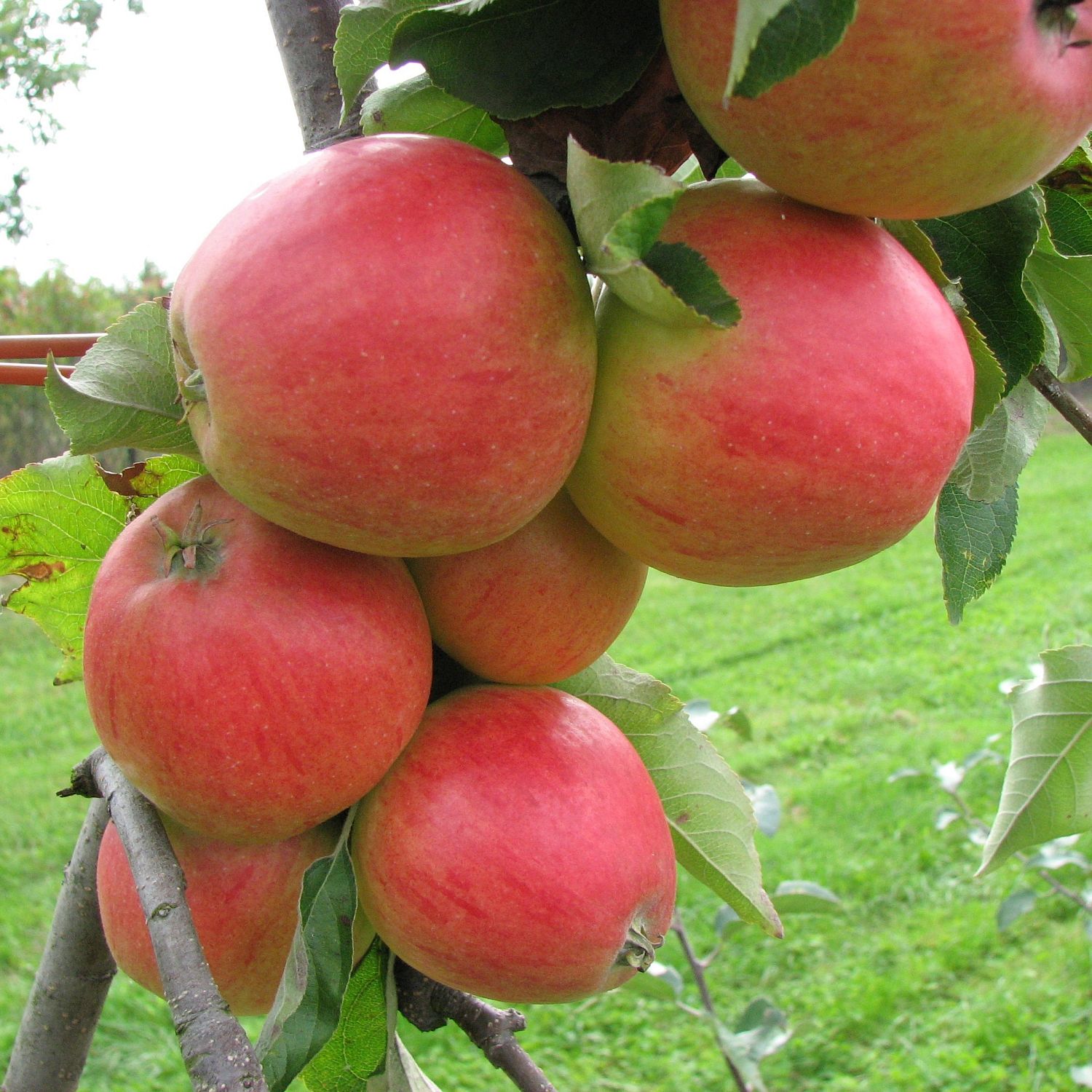 Яблоня колоновидная Арбат/Осенняя Яблоня колоновидная Арбат/Осенняя - Dolina-Sad.Ru