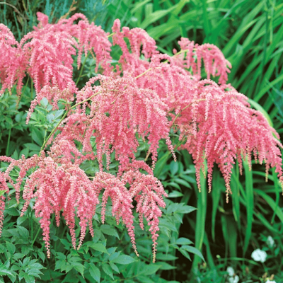 Астильба Тунберга Страуссенфедер , x Астильба Тунберга Страуссенфедер , x фото