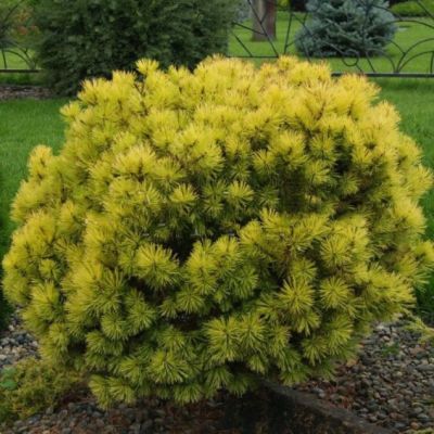 Сосна Горная Офир Сосна Горная Офир фото