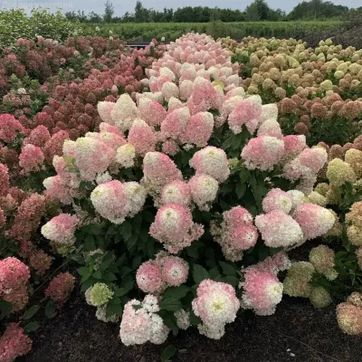 Гортензия метельчатая Пикачу, С3 Гортензия метельчатая Пикачу, С3 - Dolina-Sad.Ru