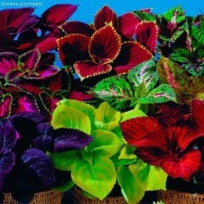 Колеус Оригинальная смесь Колеус Оригинальная смесь фото