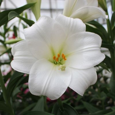 Лилия Вотч Ап - Dolina-Sad.Ru