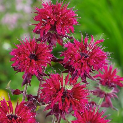 Монарда Кардинал Монарда Кардинал - Dolina-Sad.Ru