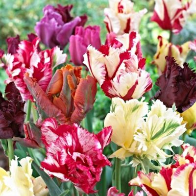 Тюльпан Пэррот Микс фото