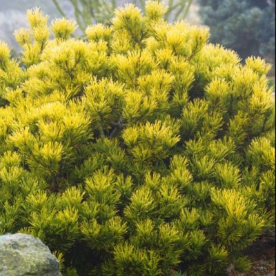 Сосна горная Карстенс Винтерголд Сосна горная Карстенс Винтерголд фото