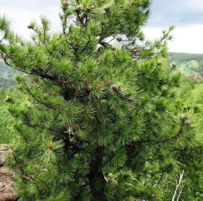 Сосна Кедровая (кедр) фото