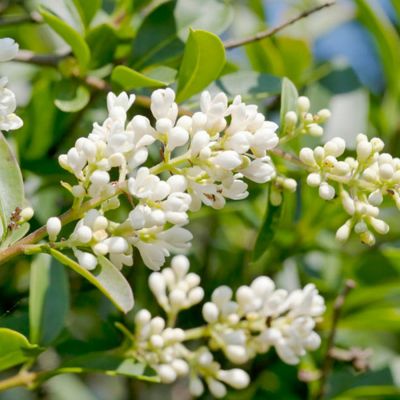 Бирючина обыкновенная, С3 Бирючина обыкновенная, С3 - Dolina-Sad.Ru