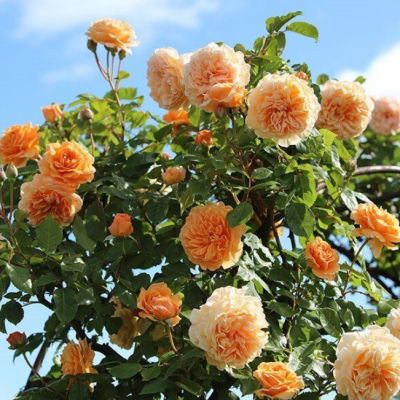 Роза Принцесс Маргарет Роза Принцесс Маргарет - Dolina-Sad.Ru