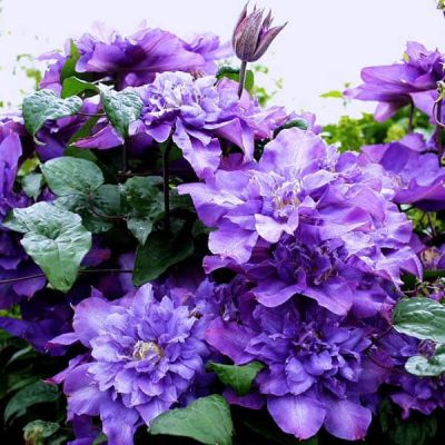 Клематис Вивьен Пеннел Клематис Вивьен Пеннел фото