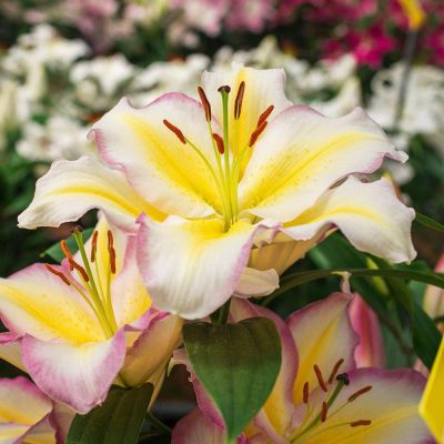 Лилия Примроуз Хилл Лилия Примроуз Хилл - Dolina-Sad.Ru