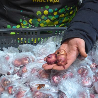 Гладиолус Черный Бархат Гладиолус Черный Бархат - Dolina-Sad.Ru