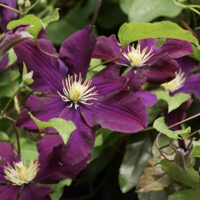 Клематис Герои Варшавы Клематис Герои Варшавы - Dolina-Sad.Ru