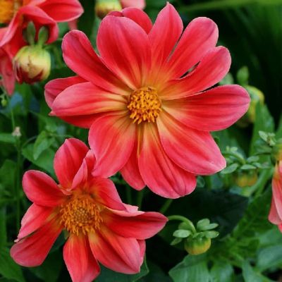 Георгина Махровая смесь окрасок Георгина Махровая смесь окрасок фото