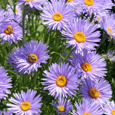 Астра альпийская Данке Шон фото