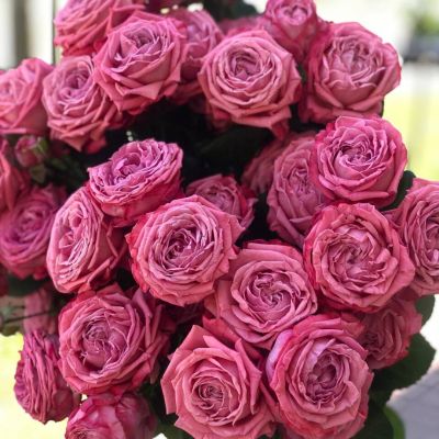 Роза Артезия - Dolina-Sad.Ru