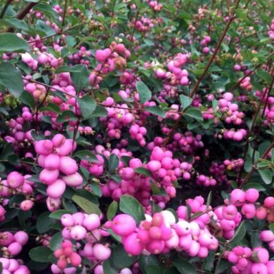 Снежноягодник Доренбоза фото