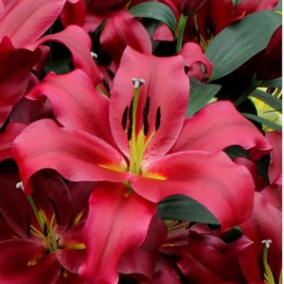 Лилия Ластинг Лов Лилия Ластинг Лов - Dolina-Sad.Ru