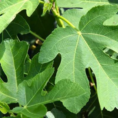 Инжир Францеска Инжир Францеска - Dolina-Sad.Ru