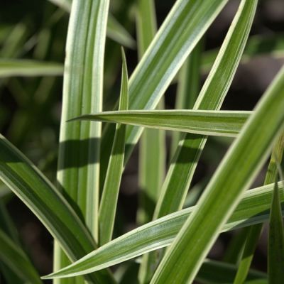 Осока Морроу - Dolina-Sad.Ru