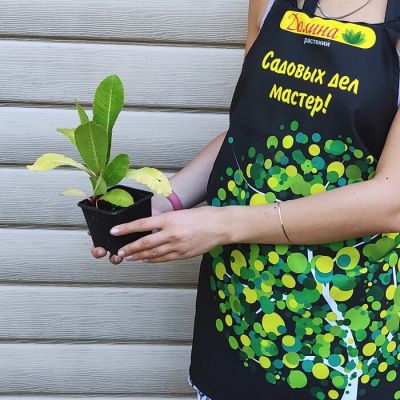 Примула мелкозубчатая Блю Примула мелкозубчатая Блю фото