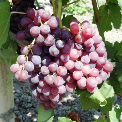 Виноград Кишмиш Аксайский Виноград Кишмиш Аксайский фото