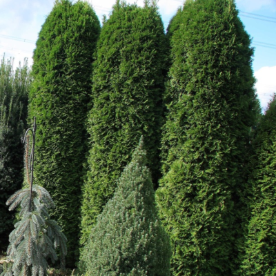 Туя западная Малониана Туя западная Малониана фото